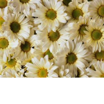 Khloe's Daisies