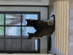 Cat!!!!!!!!!!