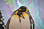 Penguin Games !