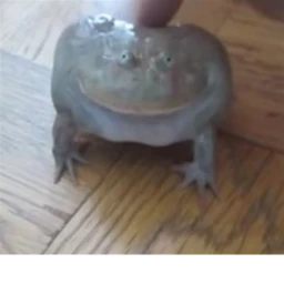screaming frog icon