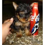 Yokies