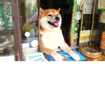 Lojinha do DOggods