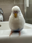 • Jp’s Birdies! •