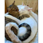 Kitty’s Luvs