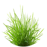 Touch Grass