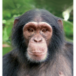 The Monkey Group BE A MONKE