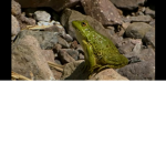 Frogs national