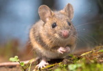 The group of the mice