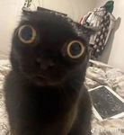 Mushroom Armyy
