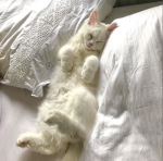 cwuoe