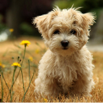 .The Puppies Group.