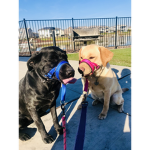 Dakota and Juno sisters