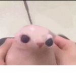 ʜᴀʀᴍ ᴠᴠɪ