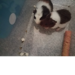 The cute guinea pigs!