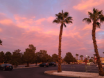 Purple pom trees