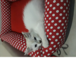 Oi gato