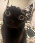 stitch face Only stitch face Only