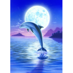 Clothing Dolphin