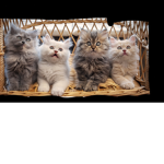 Furry cats group
