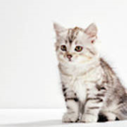 Kittens hangout ben vs speed insane scary WORSHIP