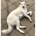 Dogman GC