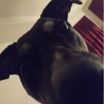 Cute Shadow Dog