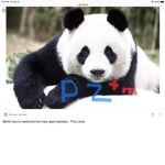 P Z Tm