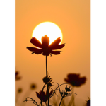 Sunns.flower
