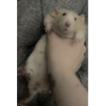 Rat Baby Society