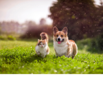 I miei animali