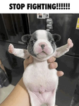 Chef Pibbles