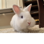 Bunny Army- YT: Bunny Gamerz