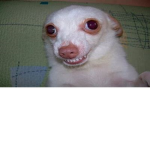Funny dog tehe