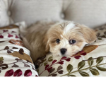 The Puppy PLace lol :D
