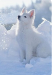 Winter wolfs!