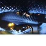 Snake hangout.