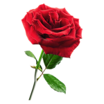 haileys rose