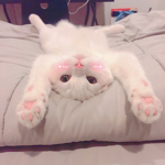 SunnyR0TH FRB