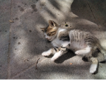 Kittymew