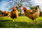 Chicken Army 480