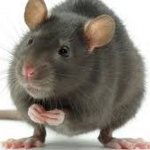 RATS THAT TASTE LIKE POTATOS