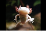 TheAxolotlCult