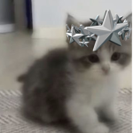 + KITTYN +