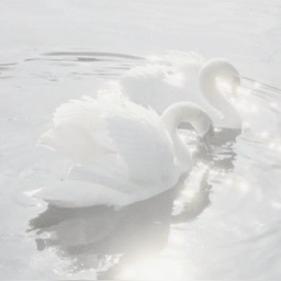 🦢