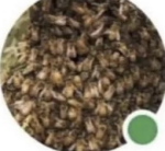 Ten-Thousand Bees