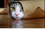 cat chill club