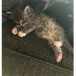 Loving kittens group