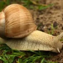snail club best gaem ever!!!!!!!!!!! icon