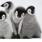 Penguins slay queen Yass