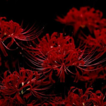 xore daisies
